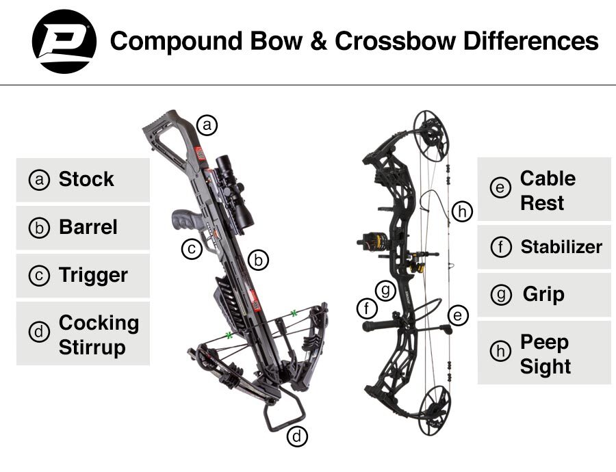 Chart illustrating the structural differences between a crossbow vd compound bow