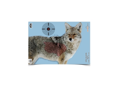 Birchwood  Pregame Coyote, None, 3