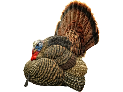 Avian-X Strutter Turkey Decoy