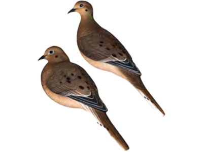 Avian-X Full Body Dove Decoys 6 pk.